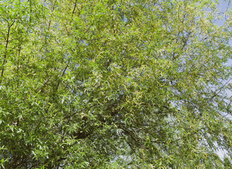 (Salix fragilis) Crack willow tree or brittle willow with branches with brownish green shoots...