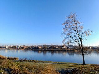 A lone tree sitting on the shore of a lake