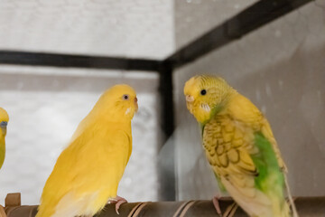 Two yellow budgerigars perched on a wooden stick inside a birdcage. Indoor close-up photography for design and print.