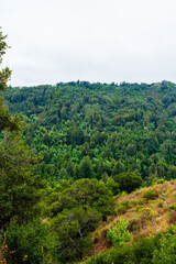 Fototapeta premium forest in the mountains