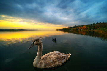 Junger Schwan und ein Blässhuhn schwimmen nebeneinander auf einem See bei Sonnenuntergang