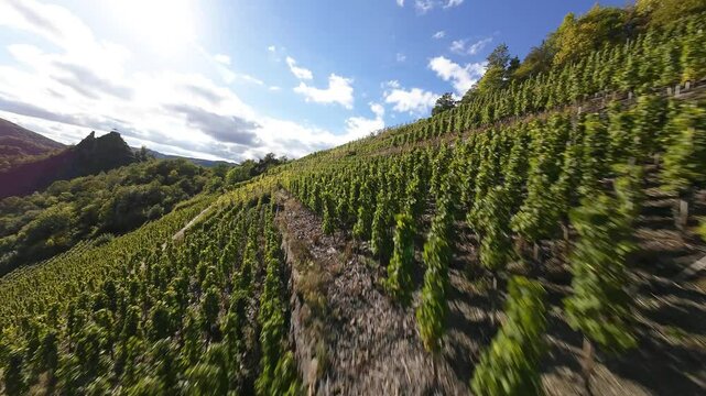 Flying over the grape vines vineyards in the hills of the eifel region in germany.