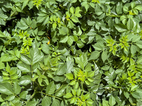 A view of the leaves of a tecomaria plant.