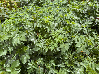 A view of the leaves of a tecomaria plant.