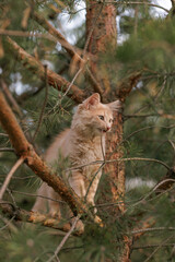 A curious and fluffy ginger kitten exploring outdoors climbing the pine tree