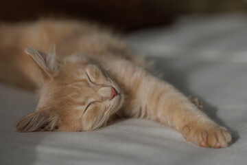 4 months old charming and charismatic ginger kitten lying and sleeping on the sofa. Domestic animal concept.