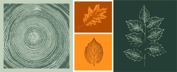 Set of colorful oak maple sycamore tree rings leaves as variations in color shape and size. Fall leaves on white background.