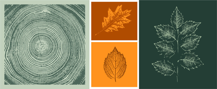 Set of colorful oak maple sycamore tree rings leaves as variations in color shape and size. Fall leaves on white background.