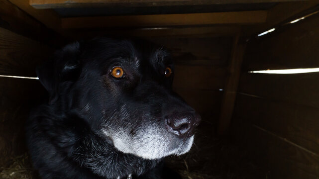 scared dog cowering in its kennel, nervous at the sight of humans, reflecting a need for reassurance and a sense of security.