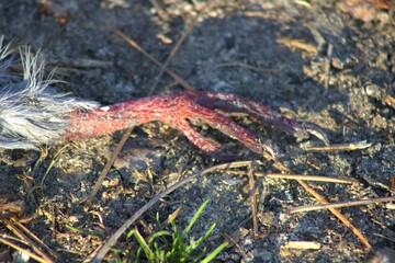 close up deceased bird claw