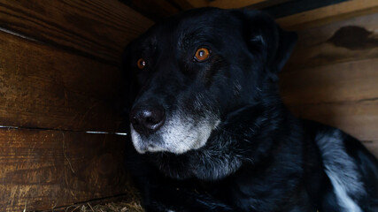 frightened dog hides in its kennel, seeking shelter from the sight of people, showing a desire for safety and comfort in its environment.