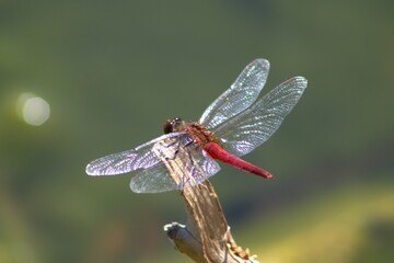 up close dragonfly with red body