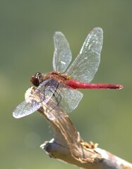 up close dragonfly with red body