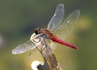 up close dragonfly with red body
