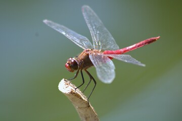 up close dragonfly with red body