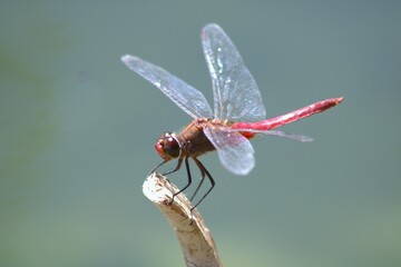 up close dragonfly with red body