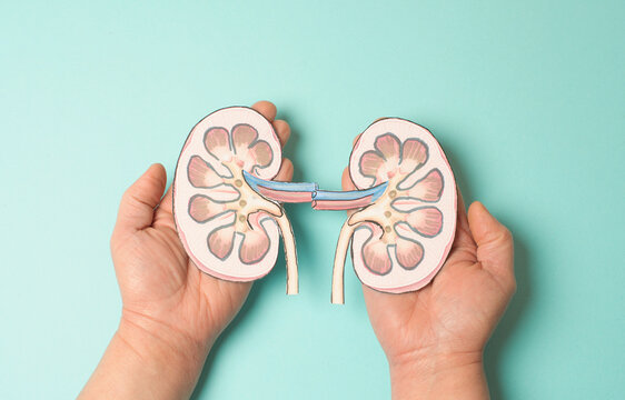 Kidney organ disease, world kidney day, impaired function, health problems, kidneys failure, dialysis and transplantation, medical issue 