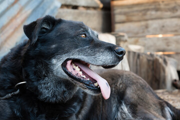 portrait of a dog on a chain, a vigilant street guard, watching over its territory with a watchful eye and a calm demeanor.