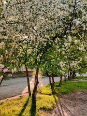 Naklejka premium Blossoming apple trees in the city park on a spring day