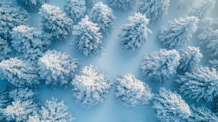 Winter Wonderland: Drone Shot of Snow-Covered Evergreen Trees After a Blizzard