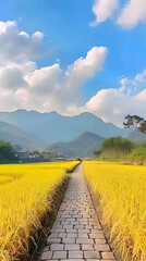 In autumn, the golden rice fields in the Nanshan area of Shenzhen have become an endless sea of golden wheat ears under a blue sky and white clouds.