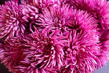 large bouquet of flowers pink chrysanthemum macro