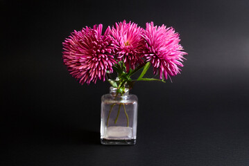 bouquet of flowers pink chrysanthemum on black background texture of watercolor paper