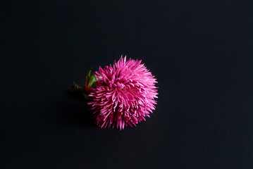 one flower pink chrysanthemum on black background