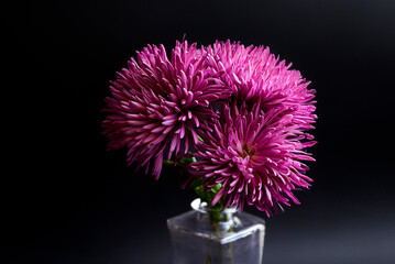 bouquet of flowers pink chrysanthemum on black background texture of watercolor paper