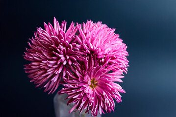 bouquet of flowers pink chrysanthemum on black background texture of watercolor paper