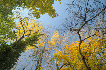 Upward view of colorful autumn trees against a clear blue sky.