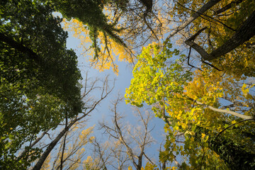 Vibrant mix of green and yellow treetops viewed from below.