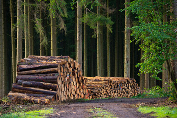 Chopped tree logs pilled up next to a forest, lumber wood industry, environmental, renewable energy, timber and deforestation 