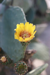 cactus flower in bloom