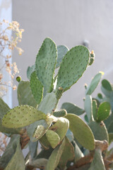 cactus in the desert