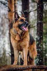 german shepherd dog