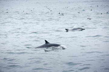 Fototapeta premium A view of several short-beaked common dolphins, emerging out of the water, seen off the coast of Southern California.