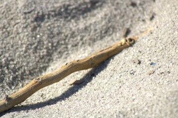 stick tree branch in the sand