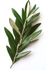 Fototapeta premium Delicate Olive Branch, Symbol of Peace, Harmony, Minimalist Nature Photography on White Background