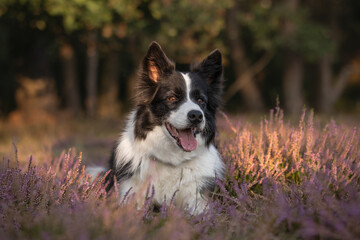 Black and White Border Collie with Adorable Look in Afternoon Nature. Happy Dog Outside. Pet Lies Down in Pink Heather.