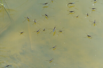 Group of water strider gerridae on water surface. Common pond skater in habitat. Bug waterbender live in stagnant and slowly flowing bodies of water. Gerris lacustris are family of hemipteran insects.