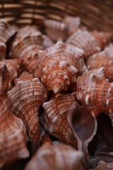 seashell on the beach