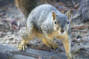 american squirrel getting ready to pounce