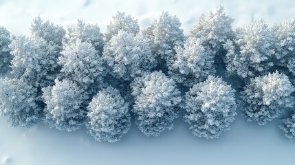 Winter Wonderland: Drone Shot of Snow-Covered Evergreen Trees After a Blizzard