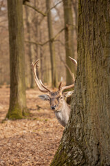Alert European Fallow Deer behind Autumn Tree in Czech Republic. Furry Animal with Antlers in Blatna Park. Vertical Portrait of Dama with Cute Look.