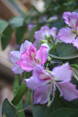 pink and purple flowers