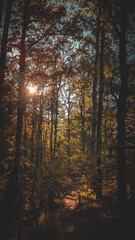 Obraz premium foresta estiva con colori caldi