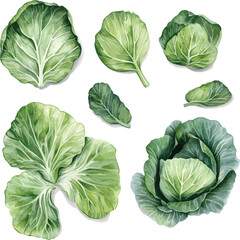 Obraz premium watercolor Cabbage Leaves set on white. Salad leaves vector watercolor set. Hand drawn illustration. Different types of salads.