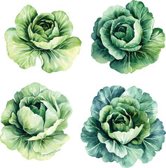 Obraz premium watercolor Cabbage Leaves set on white. Salad leaves vector watercolor set. Hand drawn illustration. Different types of salads.