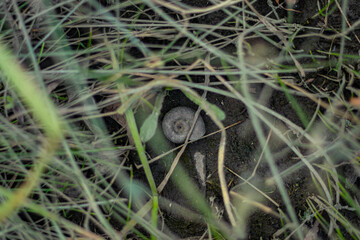 A close-up of a snail shell partially buried in soil, surrounded by dry grass and twigs, creating a natural, earthy texture and a sense of quiet stillness.